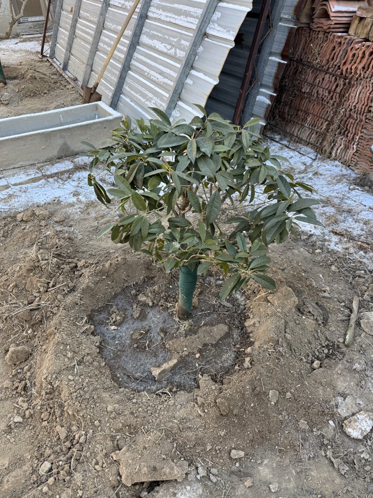 Liberty Cats 誌存高遠猫 tweet media