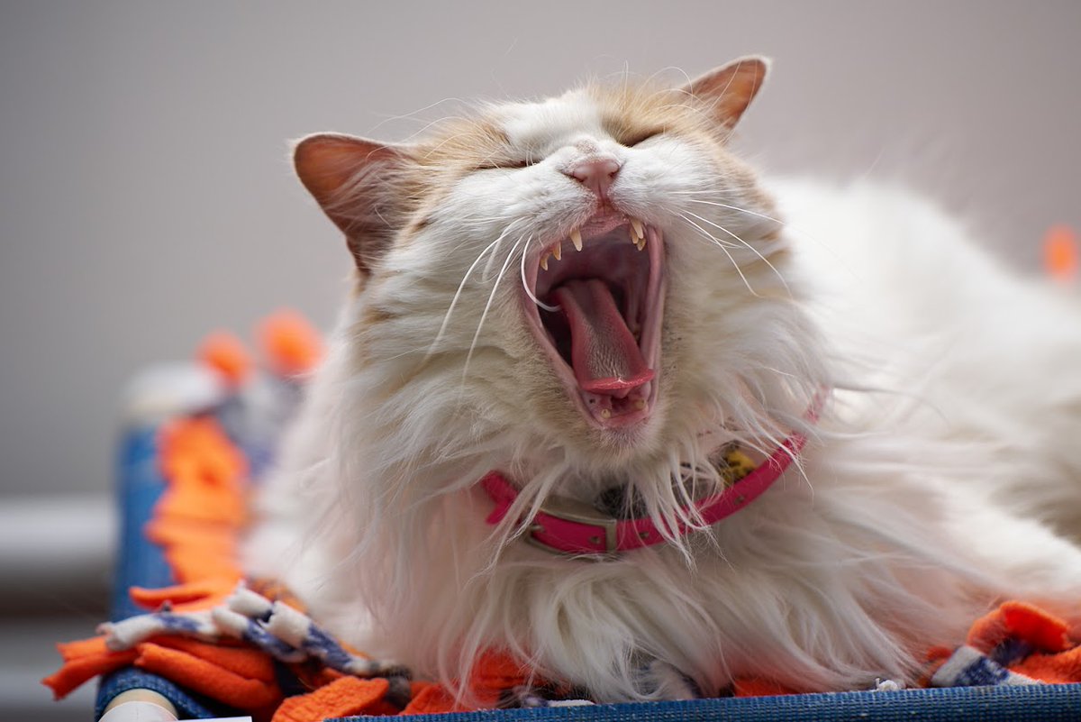 HomeforLifeSanctuary tweet media