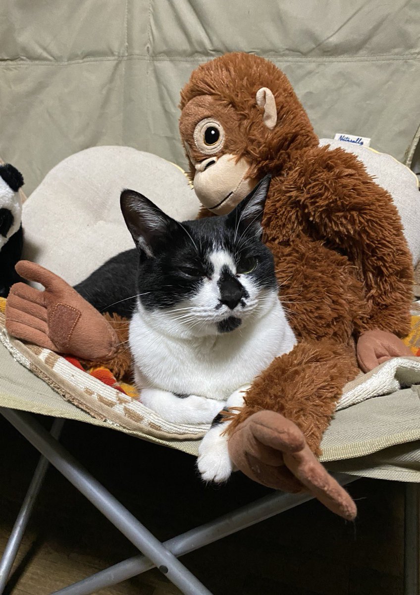 goyuca77's tweet photo. 今話題のパンチくんと同じく
うちのしずくもお猿さんお母さんの
お膝が大好きです♡
人間のお膝や抱っこは嫌いなのに
自然とお猿さんのお膝の上で眠るように
なりました。
しずくも生まれてすぐお母さんとはぐれてしまった子です。
 #がんばれパンチ https://t.co/n6cTJlYtjm