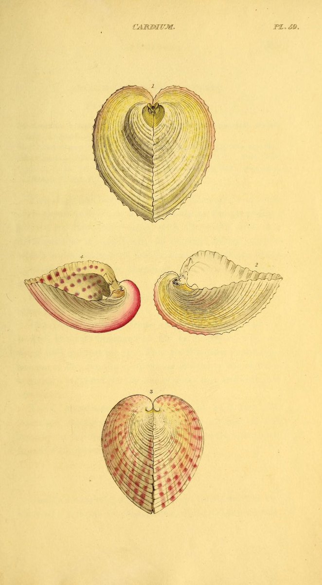ArtHistAnimalia's tweet photo. #Sciart for #ValentinesDay 💕:
Heart Cockles! (Corculum cardissa)
“Cardium,” Plate 59 in General Conchology by William Wood (London, 1815)
Via @BioDivLibrary :
https://t.co/9zPhr0lVeu
#Shells #Mollusks #Molluscs https://t.co/YY6V85vrPA