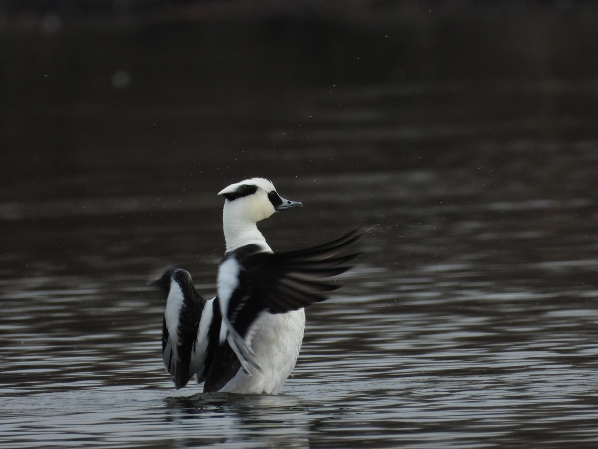 朝ご飯食った後
寝てしまった……もう昼よ
せっかく暖かい日なのに
いや暖かいから寝てしまったのか

昨日スタジアムでミコに会えたから満足してしまったはある

用意した水筒の温かい紅茶を飲みながらポスト😂😂