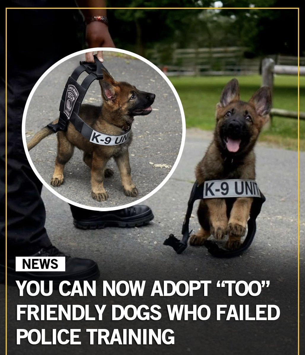 If you’ll excuse me I have some adopting to do