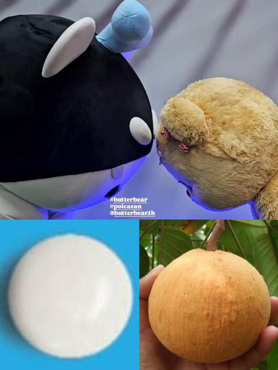 หัวเมนทอส VS หัวกระท้อน 

#Butterbear #POLCASAN