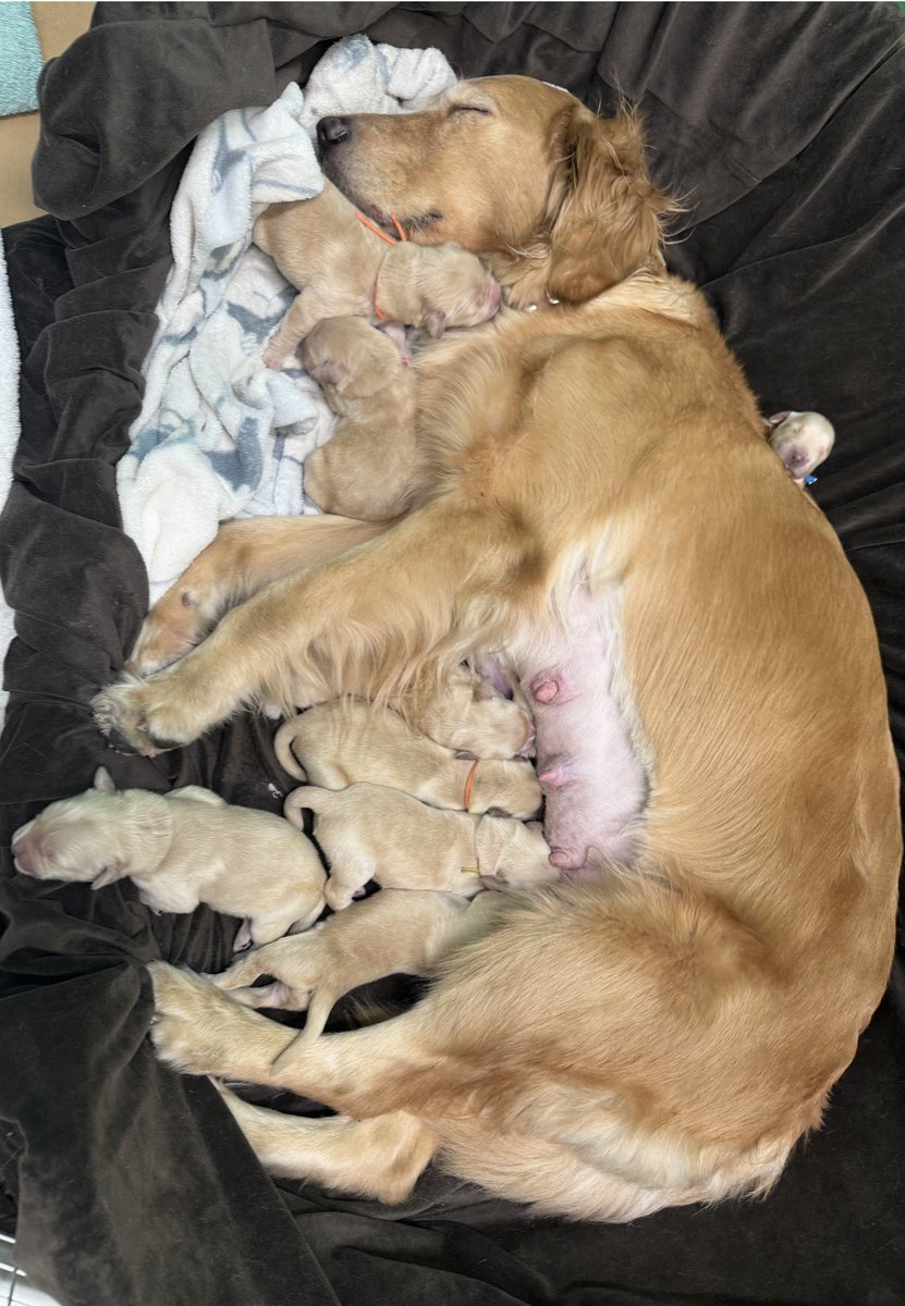 ねこ隊長 tweet media