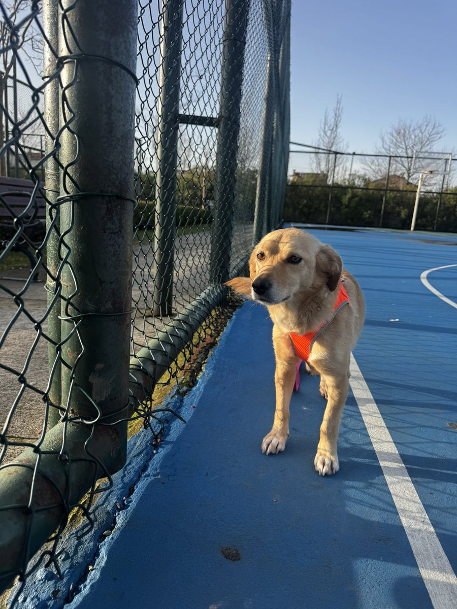 yeterince Özgü Namal övülüp Beren saat yerildiyse 
şu köpeğe yuva bulabilir miyiz:)