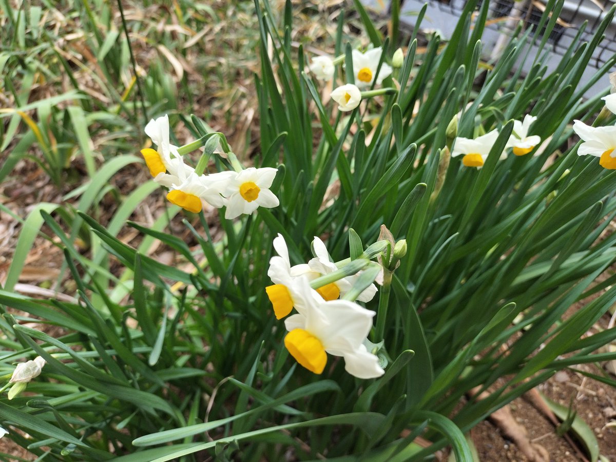 LeBijouFlower's tweet photo. 水仙
寒い季節にお花を咲かせてくれる植えっぱなしの日本水仙が、例年より開花が遅い気がしましたが、今年も株を増やして咲いてくれました。
https://t.co/kxpxI0xrKo
#日本水仙　#ガーデニング　#freshflower
#生花　＃水仙 https://t.co/Z9ADLzcoxQ