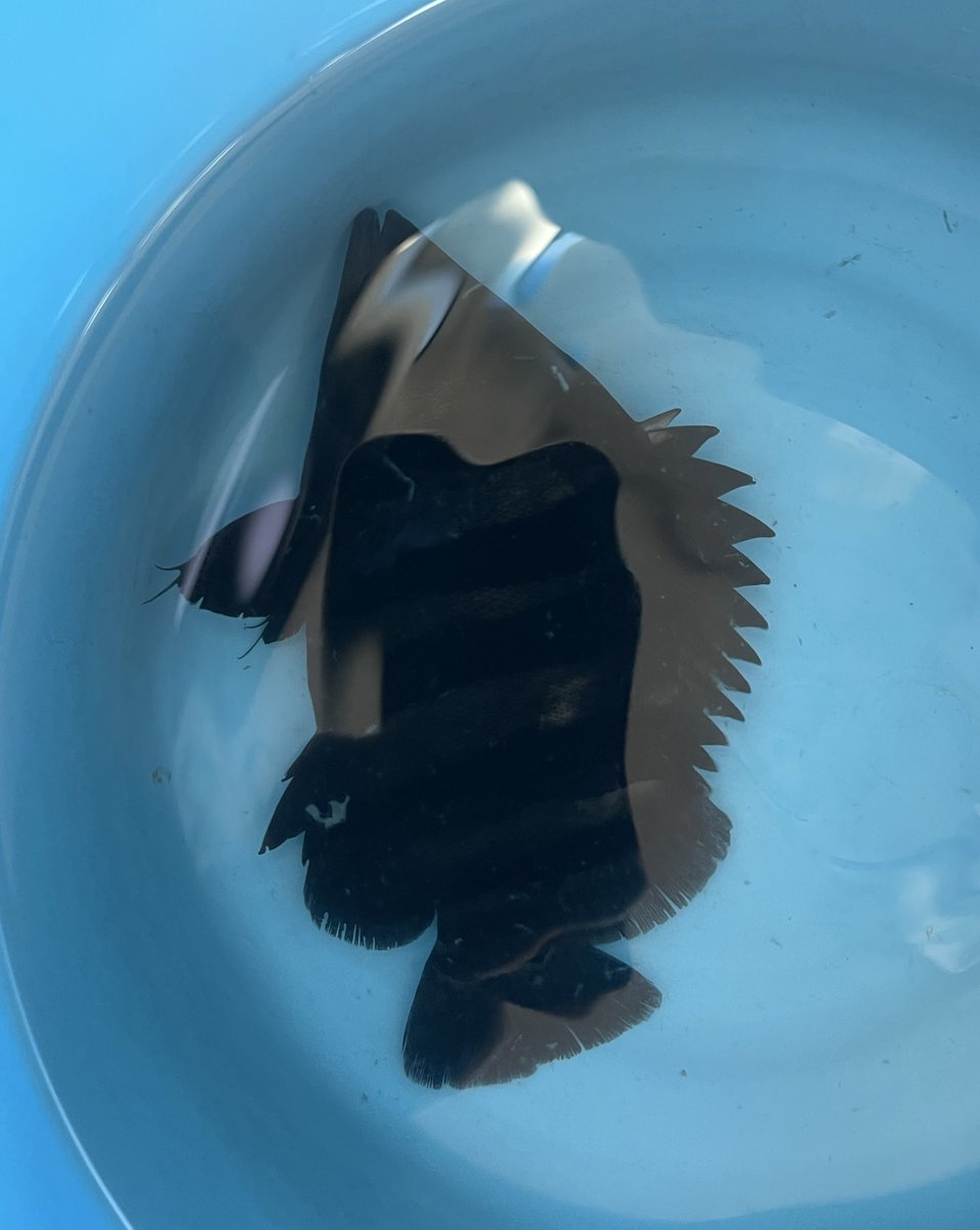 チンピたれ蔵 tweet media