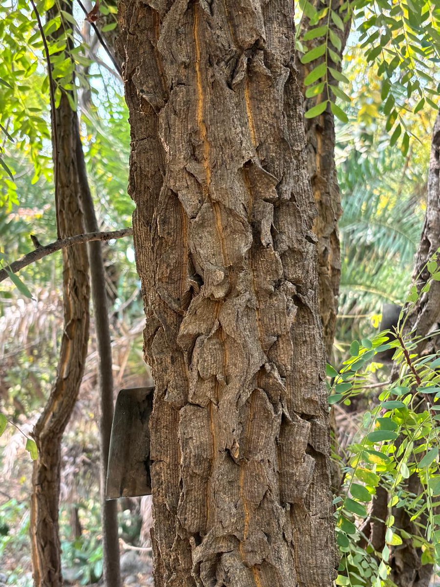 pargaien's tweet photo. Nature doesn't judge by colour or caste.
See Neem's rough bark, Eucalyptus' smooth peel, Anjan's ridges, and Satinwood's shine growing together happily. 💚💙🧡🤎
Humans, let's learn from nature's inclusive wisdom🌳 #UnityInNature https://t.co/y831A0CVeo