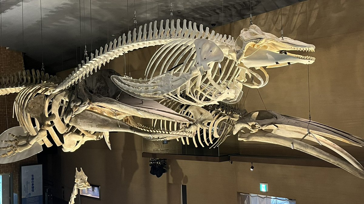 水族館、博物館で見た鯨類の交連骨格標本達。生きている姿だけでなく
