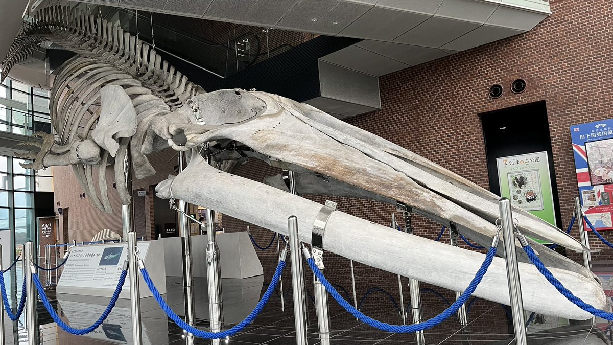 水族館、博物館で見た鯨類の交連骨格標本達。生きている姿だけでなく