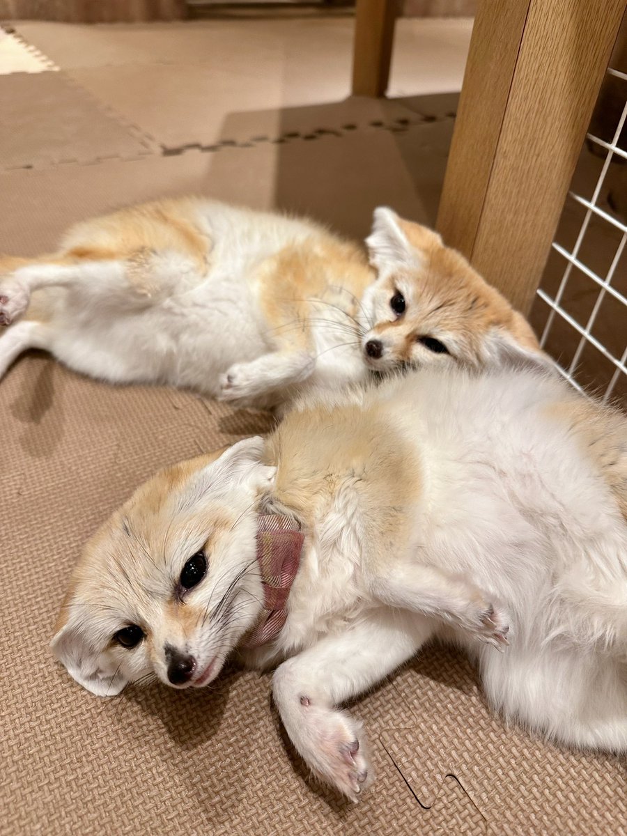ごろんごろん🦊🦊 今日も仲良しなフェネックちゃんズ ごろんごろん🦊🦊 今日も仲良しなフェネックちゃんズ