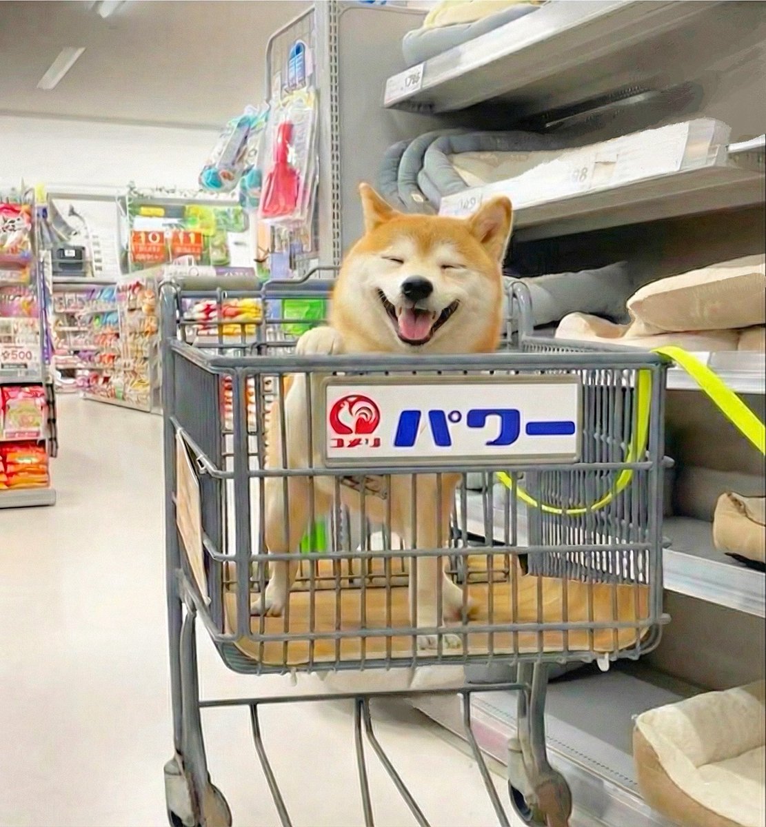 柴犬·͜·♡もも (@momonosekaiii) / Posts / X