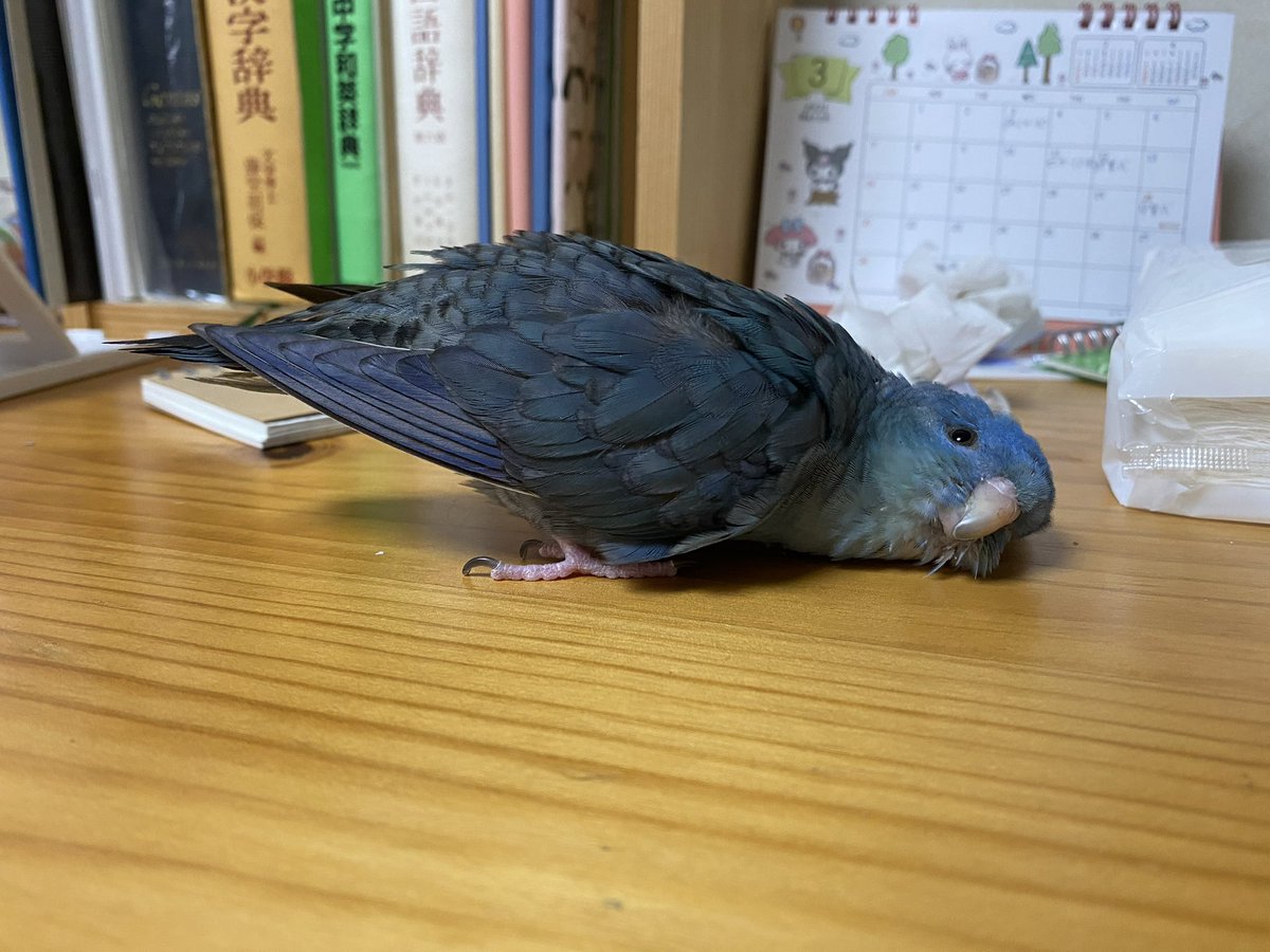 sznm_uta_bird's tweet photo. 全スタンプうたさんの写真を元にしております🫡 https://t.co/l0daqfjcsA