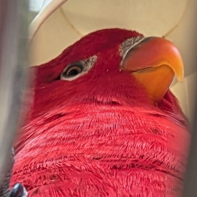 インコがボール持って紙コップ被って寝転んでるのは初めて見た…