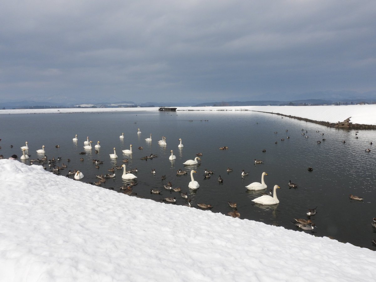 半人前なので、半日労働
の前に
初陣の北帰行前に