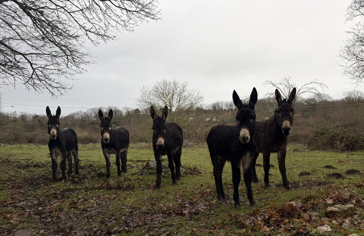 Trovo che questa foto, fatta stamattina, sia molto, molto bella: gli asini mi guardano in maniera curiosa, come se volessero capire chi sono e cosa ci faccio lì.
Buongiorno 🫂💚