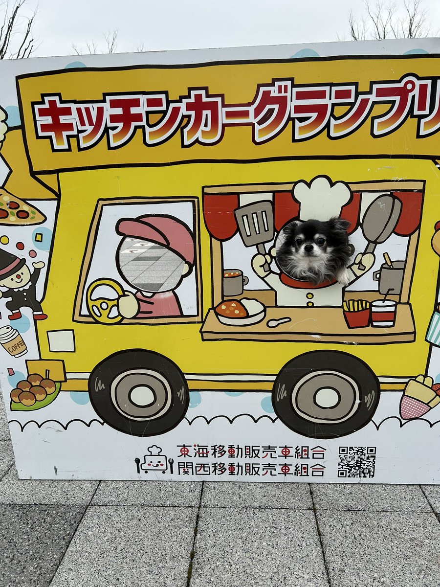 talbischannel's tweet photo. #安満遺跡公園 へお出かけ🐾
暖かくてビスケもるんるんで歩いてくれました🎶
#キッチンカーグランプリ が開催されていたので、いろんな物を食べ歩いてお腹もいっぱいになりました😋
#チワワ #犬とお出かけ関西 #公園イベント https://t.co/HrsOaG6yrP