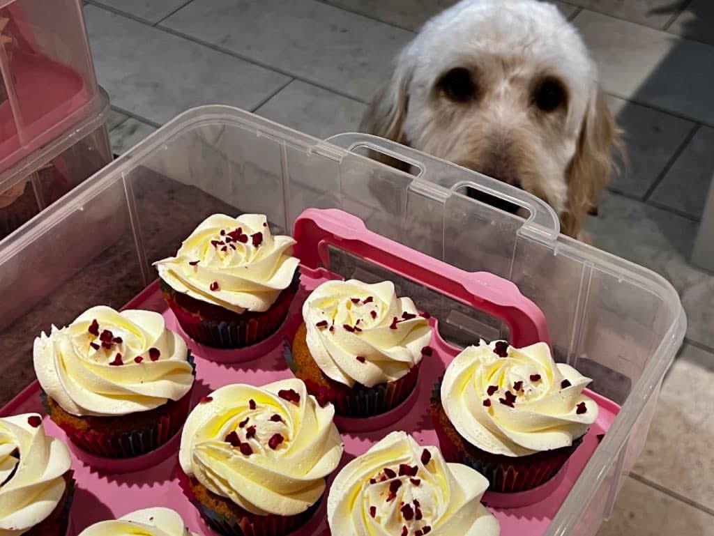 Find someone that looks at you like Barney looks at me when I’m standing next to cupcakes.