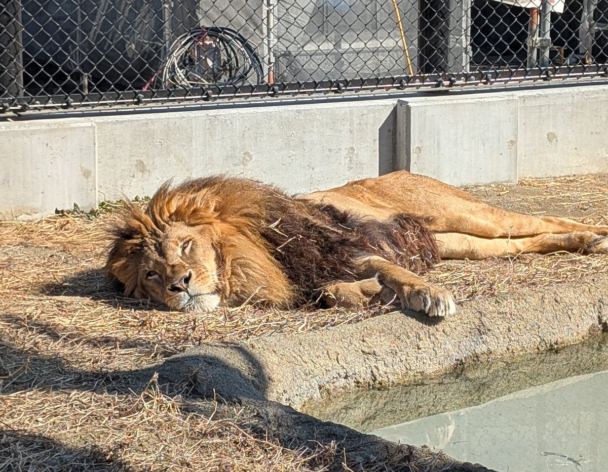 b_asagao's tweet photo. ポカポカすやすやデネブくん。
今日の甲府は暖かくて、日向で気持ち良さそうにお昼寝してました。
#休園中の動物園で動物に会おう
#遊亀公園附属動物園 https://t.co/C5KHnC7fTs