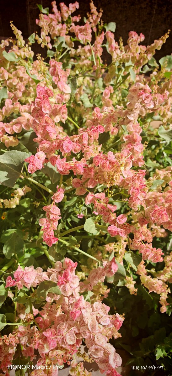 زهور حديقة السور 🥰