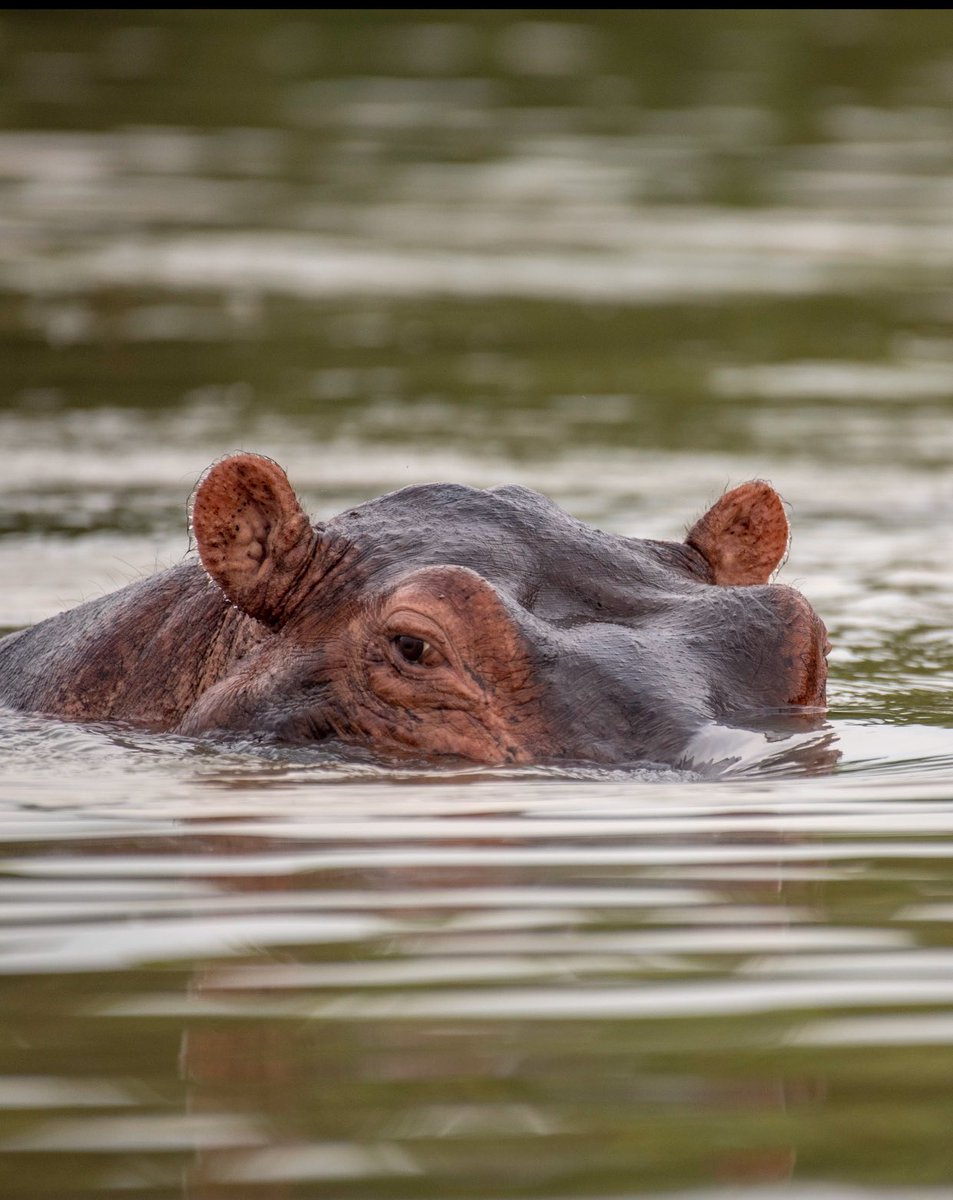 maggienakivumbi's tweet photo. Happy World Hippo Day! 🦛
While they might look oversized, sleepy potatoes, they are actually one of the most misunderstood heavyweights on the planet.

Despite their toughness, they’re vulnerable due 2 habitat loss&amp;poaching. Today we celebrate &amp; ensure Hippos stick around4 long https://t.co/5Pt9UrSlsJ