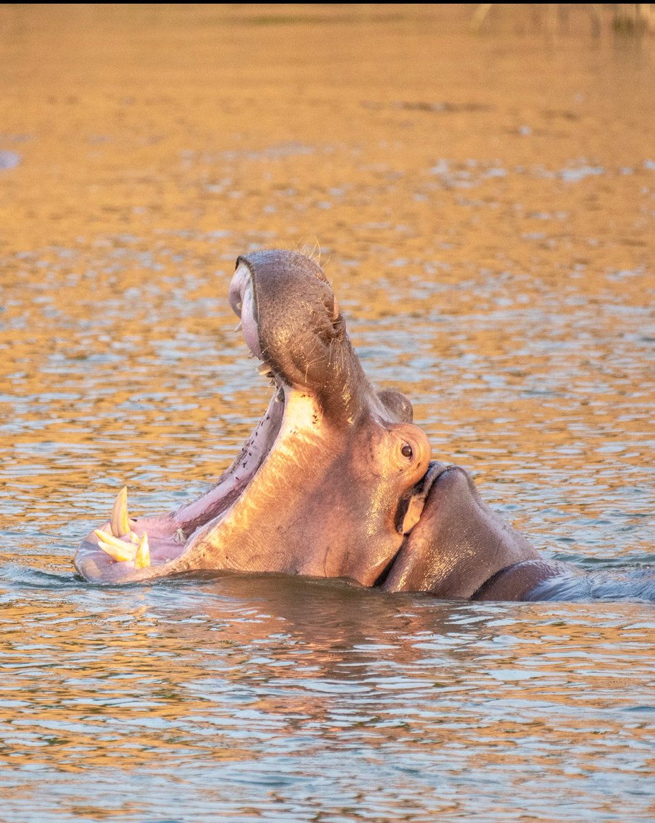 maggienakivumbi's tweet photo. Happy World Hippo Day! 🦛
While they might look oversized, sleepy potatoes, they are actually one of the most misunderstood heavyweights on the planet.

Despite their toughness, they’re vulnerable due 2 habitat loss&amp;poaching. Today we celebrate &amp; ensure Hippos stick around4 long https://t.co/5Pt9UrSlsJ