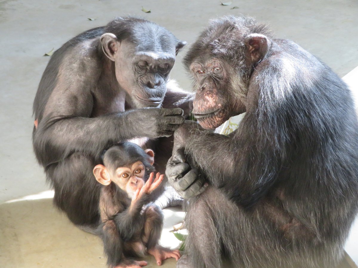 ゴヒチにグルーミングをするフクと近くでそれを見ているジュウザ。毛繕いだけでなくコミュニケーションの一環でもあります。
#クラファン に挑戦中！残り12日。今後も #チンパンジー たちが安心して暮らせるようにご協力頂けると幸いです #かみね動物園 #ふるさと納税
fcf.furunavi.jp/Project/Detail…