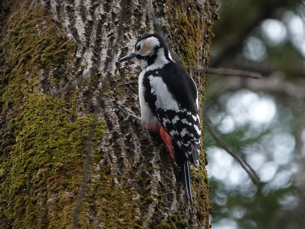 大きい啄木鳥　アカゲラ　
#アカゲラ　
#キツツキ　#野鳥
