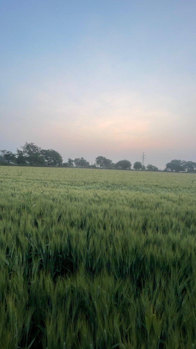 Jaatbhupend's tweet photo. गांव की सुबह और किसान का सोना 🌾 https://t.co/iGBUs3QiPo