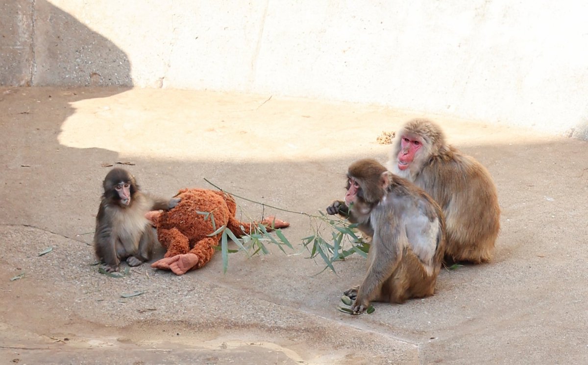 mamimu48's tweet photo. パンチ君はじめまして🐒
育児放棄された子だけど悲壮感なく飼育員さん大好きで他のお猿さんたちもいじめたりおかあさんのぬいぐるみを取ったりしないいい子ばかりだね！
#がんばれパンチ
#パンチ #市川市動植物園 https://t.co/HnkXk0I5F7