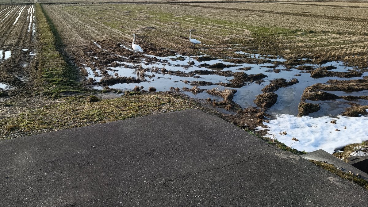 今日はいい天気で気温も高かったので自転車を漕いできた。20kmほど走った。画像は、たんぼにいた白鳥