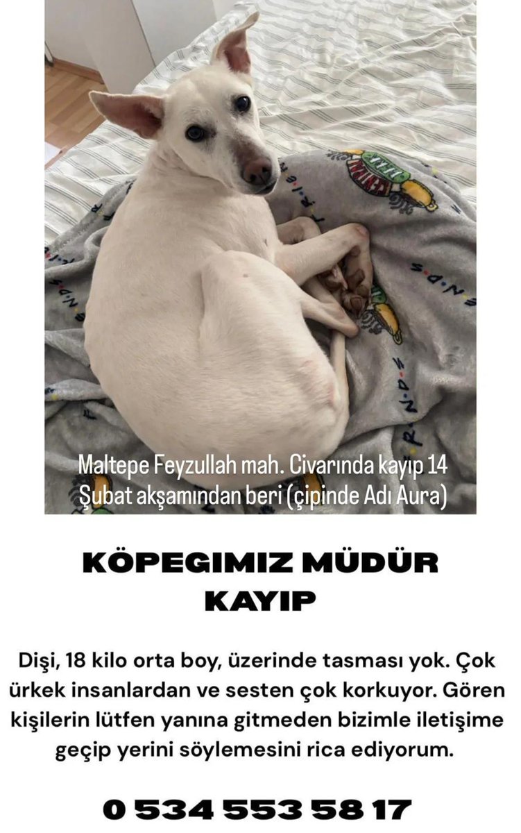 #kayıpköpek‼️ Maltepe Feyzullah mh. 14 Şubat akşamı kaçtı. +90 534 553 58 17