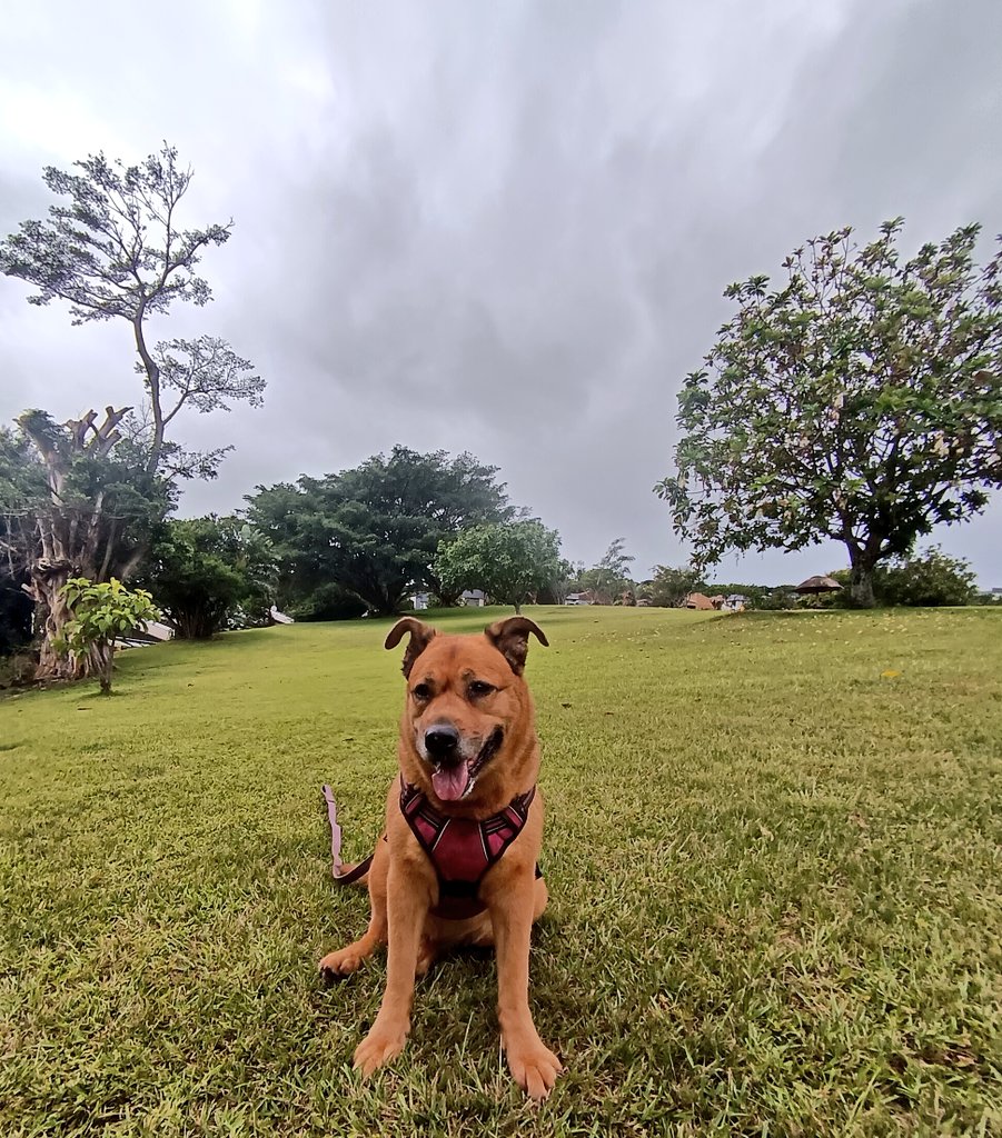 ladydebidebz1's tweet image. Then I took Maddie down to the big park as a treat...
&amp;amp; she met a boi called Cody... (see next post... So much fun was had)
#PawPatrolWithMaddikins
#ParkTime
#SpecialTime
#GottaLoveMaddieMoo