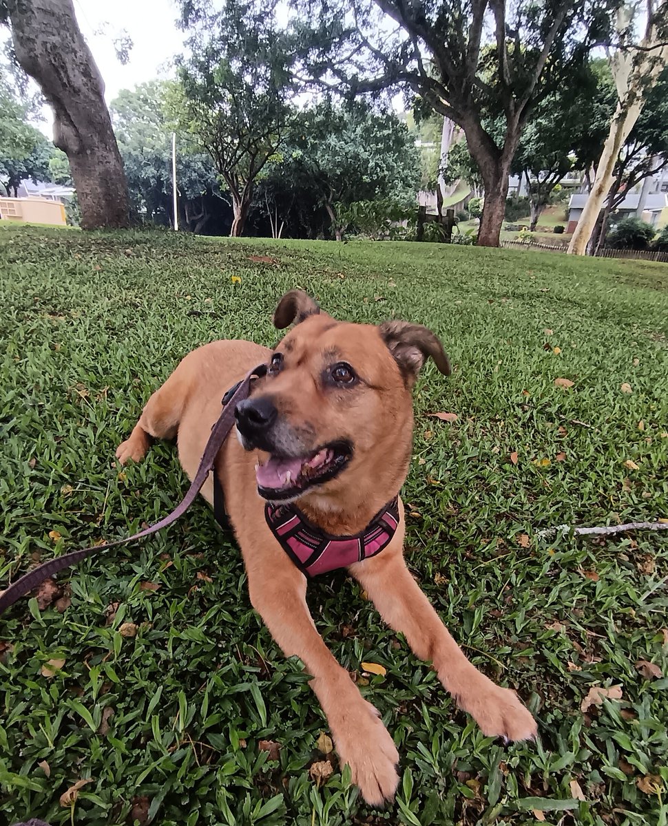 ladydebidebz1's tweet image. Then I took Maddie down to the big park as a treat...
&amp;amp; she met a boi called Cody... (see next post... So much fun was had)
#PawPatrolWithMaddikins
#ParkTime
#SpecialTime
#GottaLoveMaddieMoo