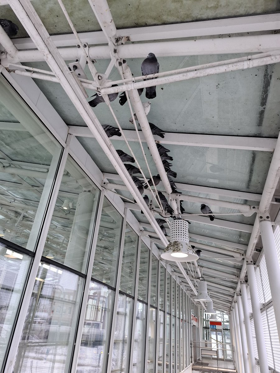 liisamerivaara's tweet photo. Vuosaaren metroaseman pulut odottavat kevättä. Aamulla vielä -14. #pulut https://t.co/FJho25j2ft