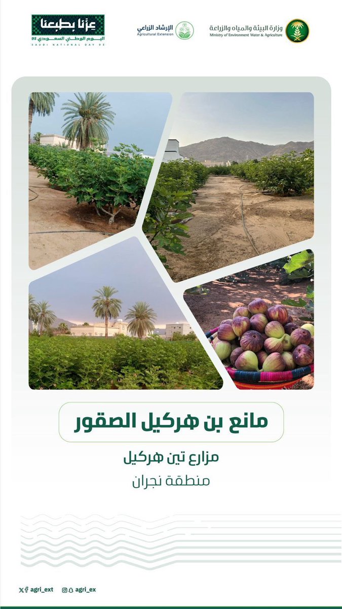 ganas_alswar's tweet photo. مزارع تين هركيل ..
 عندما تعود الطيور المهاجرة لتعمر أرض الجدود
من قلب "دحضه" في نجران 
حيث تردد العجمة سمفونية الحان السواني ، انطلقت شرارة العبقرية. شابٌ برع في لغة الأرقام والفيزياء، وصقلته كبرى الشركات العالمية، ليعود بعد التقاعد برؤيةٍ خارج الصندوق. لم يكن المهندس مانع هركيل يبحث عن الاسترخاء، بل عن استعادة رموز الطبيعة وفك أسرارها.
بيدٍ تثق في نتاجها، وعقلٍ هندسي لا يقبل الصدفة، نقل  تجربة "التين" من النطاق المحلي والخليجي  إلى المستوى العربي والهدف العالمي  ، ليرتوي عقل تين هركيل من شغف صاحبه كما ارتوى عقل تينه في آفاق بعيدة من ماء "سيدي حرازم" بالمغرب. ودجله والفرات في العراق . والنهر العظيم في ليبيا وعانق البترا في الأردن وشرب من النيل في مصر وجاور دقلة نور في الجزائر والعاصي في سوريا . 
إن قصة "تين هركيل" هي قصة الإيمان بالعمل اليدوي ونقل المعرفة لجيل الرواد العاملين معه من ابنائه حتى صاروا مرآة لإبداعه. وكما اشتهرت المنطقة بـ الجرانيت النجراني في الشانزلزيه يفرض تين هركيل نفسه اليوم كمنتج وطني عابر للحدود، محولاً نجران إلى واحة للإبداع الصناعي والزراعي.  هنا نرفع القبعه للإبداع ونقول بلسان الفخر شكرا مانع هركيل شكرا ايها القدوه 
انت من تستحق ان تكون قدوه للاجيال . كثر الله من امثالك 
سفير التعاونيات 
قناص ال سوار