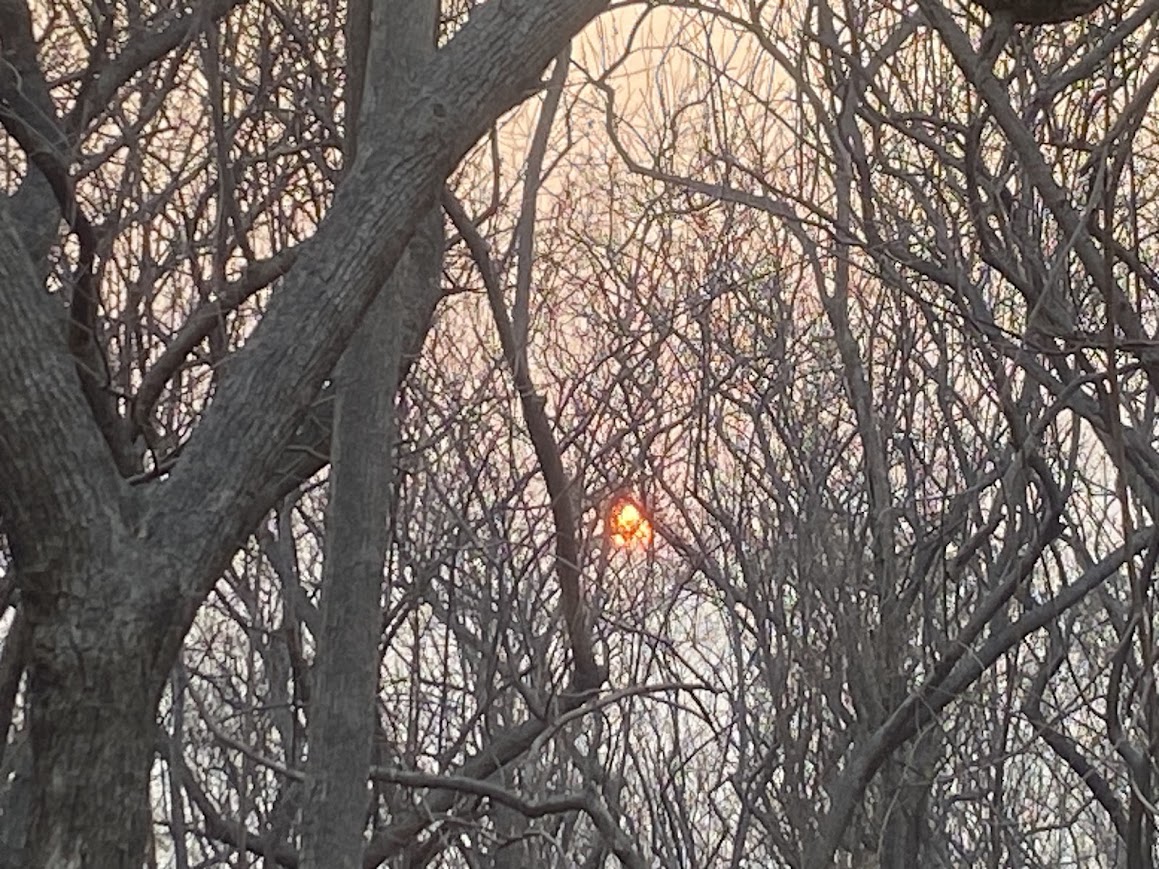 3.5 miles hike / run through Vetal Tekdi early morning. Sunrise through trees! #Pune #VetalTekdi #hiking #Sunrise