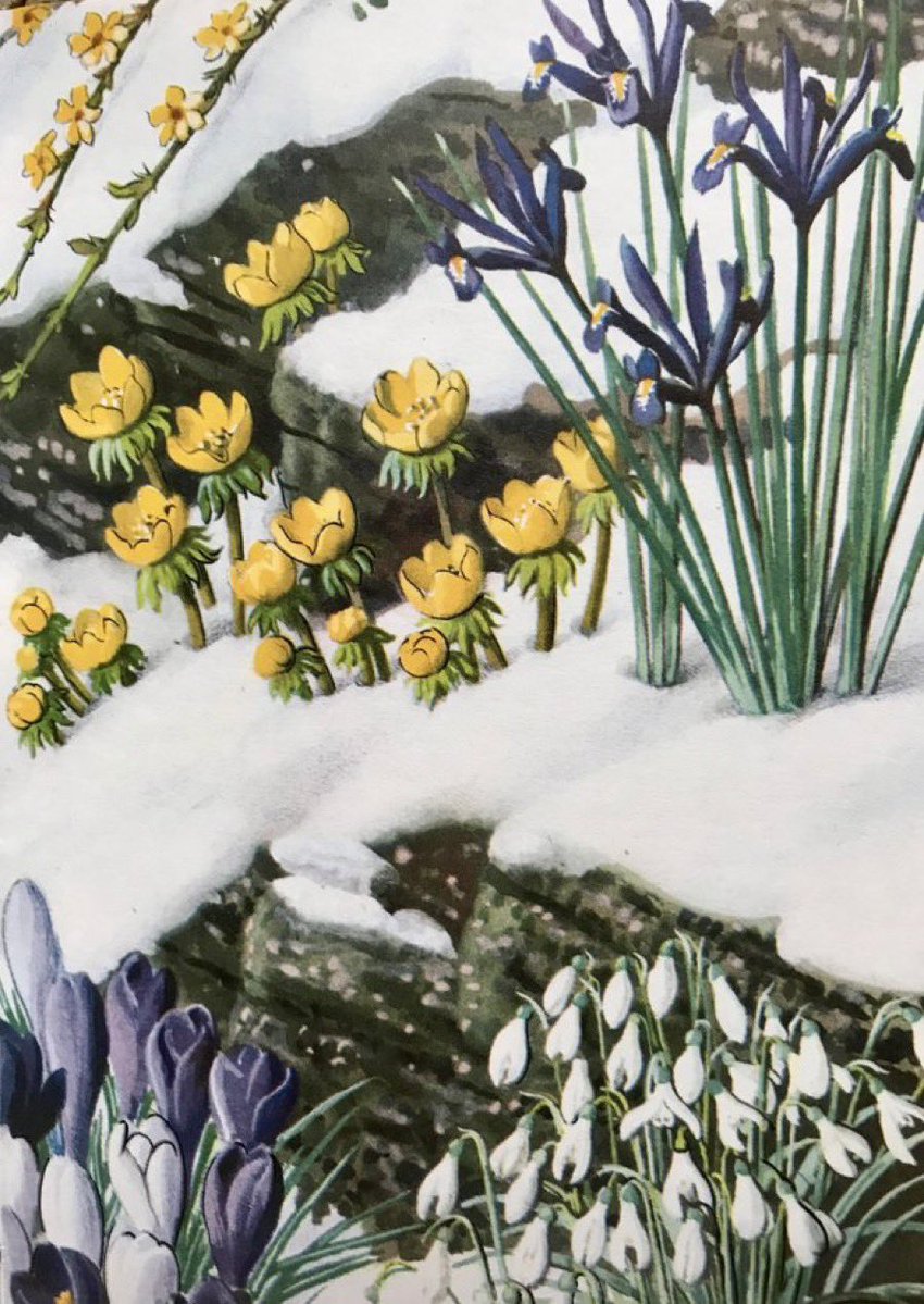 “Snow has fallen again, as it will sometimes do in February”

What to Look for in Winter, 1959
Artist: CF Tunnicliffe 
Writer: EL Grant Watson