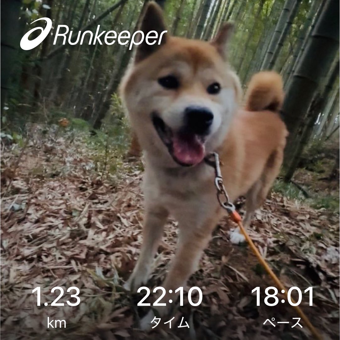 Adamayto's tweet photo. 竹林の中を
散歩して来ました🐕😊 https://t.co/Qyds4UEnfd
