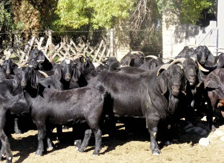 Leki_Denis's tweet image. Goat farmers are buzzing about the Blackberry, a striking new breed created by Northern Cape farmer Albie Horn, who proudly shares his excitement about these sleek, glossy black goats. #GoatFarming