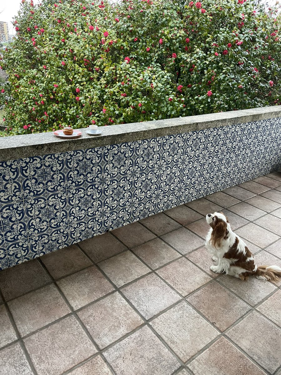MiguelC40130919's tweet photo. If you smile through you fear and sorrow
Smile and maybe tomorrow
You’ll see the sun come shining through
For you 🎶
Música para uma manhã chuvosa.
Bom dia de Domingo a todos ☕️🐶
#sundaycake https://t.co/UuP4NByGvV