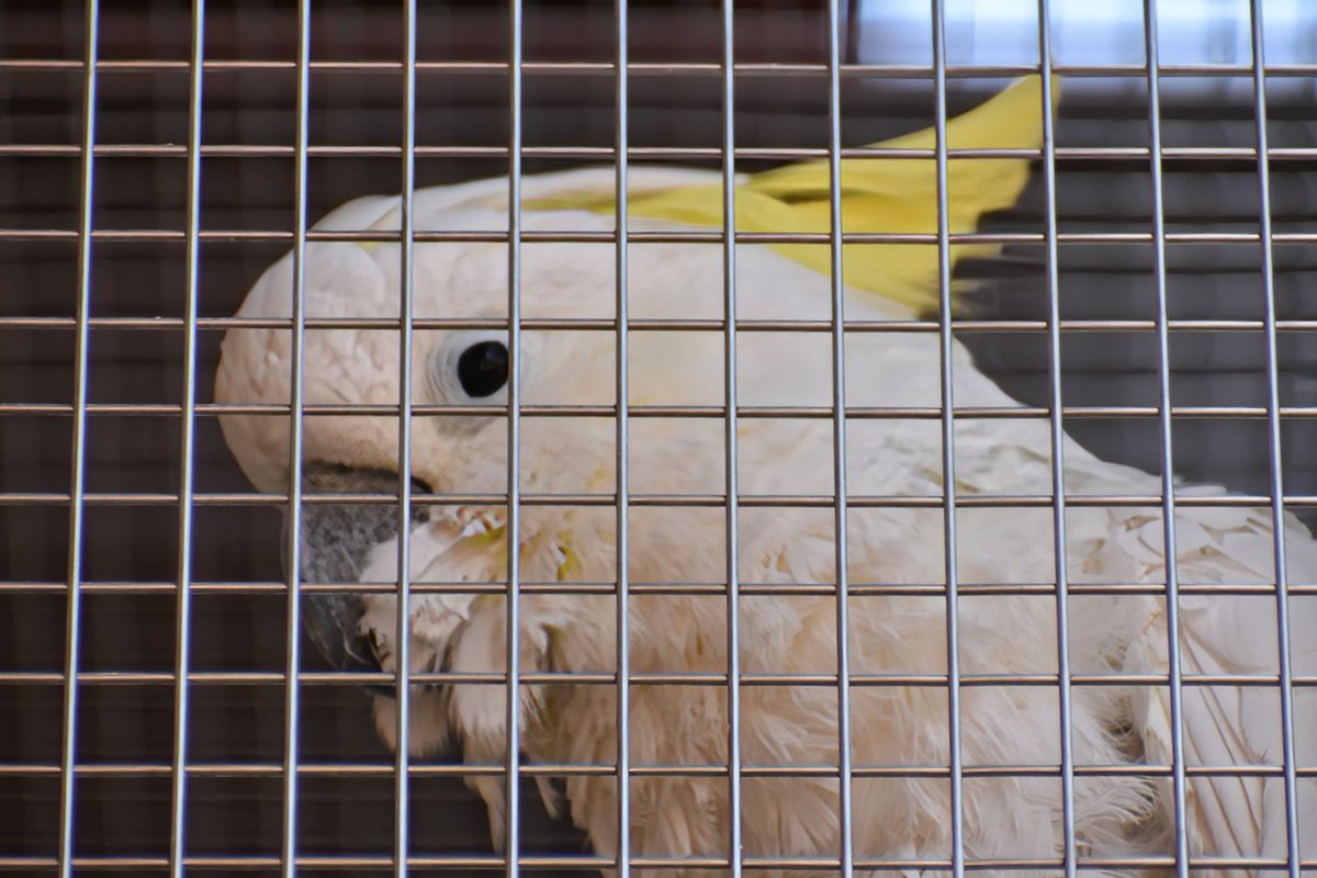 今日は『第26回 休園中の動物園で動物に会おう』でした✨

ポカポカ陽気の中みんな気持ち良さそうに過ごしていて心も温まりました❣️

今回も幸せな時間をありがとうございました🥰🍀

#遊亀公園附属動物園