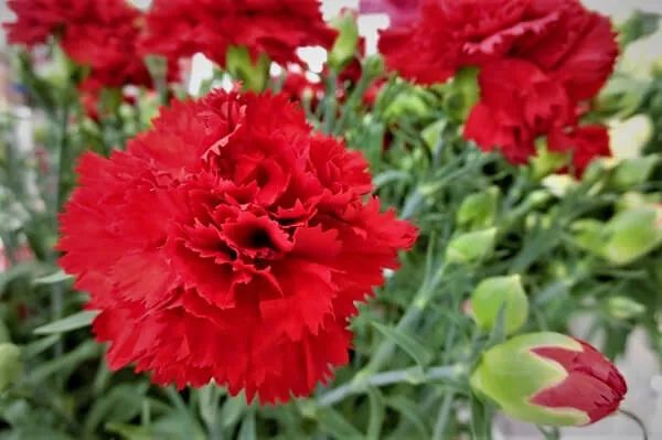 #FMおとくに 
明日の #モーニングおとくに 月曜日

 #朝クラ は先週に引き続きアルベニスのスペイン組曲から「アストゥリアス」を明日はギターでお届けします！

暖かい…どころか少々暑いくらいの関西…今週は土日とも🏐でした！
あと🏐の現地観戦は１回かな？