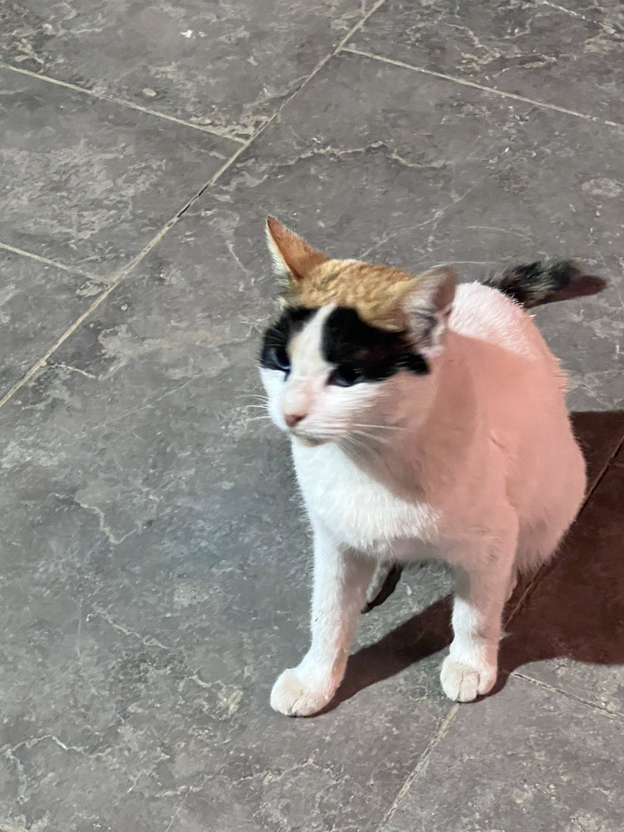 Meowsandrants's tweet image. قابلت زورو في الشارع من كام يوم