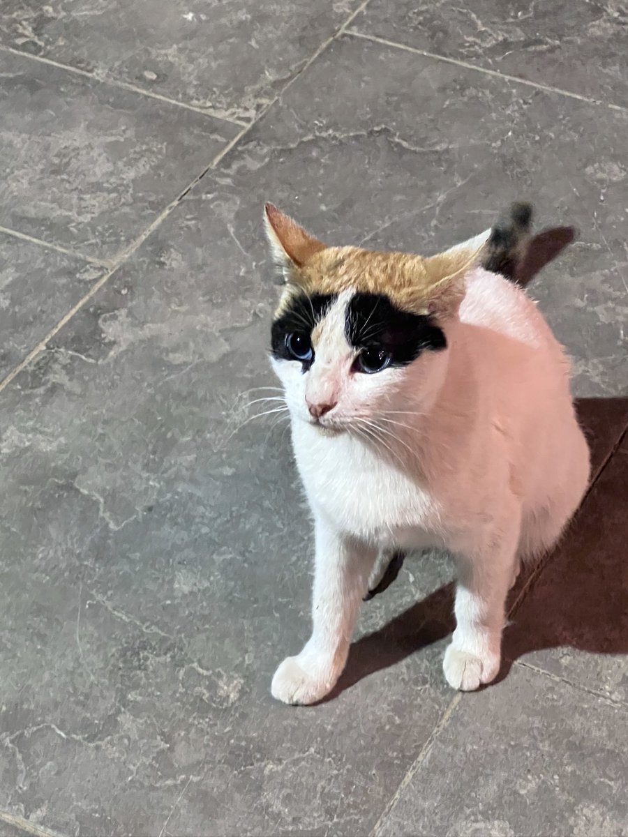 Meowsandrants's tweet image. قابلت زورو في الشارع من كام يوم