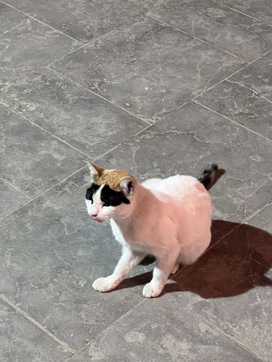 Meowsandrants's tweet image. قابلت زورو في الشارع من كام يوم