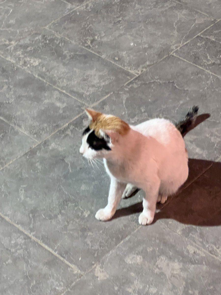 Meowsandrants's tweet image. قابلت زورو في الشارع من كام يوم