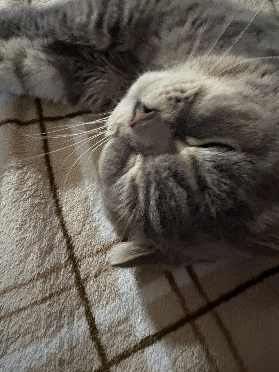 ray___rayyy's tweet image. 昼寝から目覚めた
隣で寝てくれていた猫