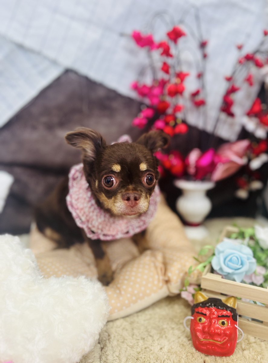 ohchoco0531's tweet photo. トリミングへ🐶
かなりモシャモシャだったからスッキリしたねー😊 https://t.co/3kRjX1Srvz