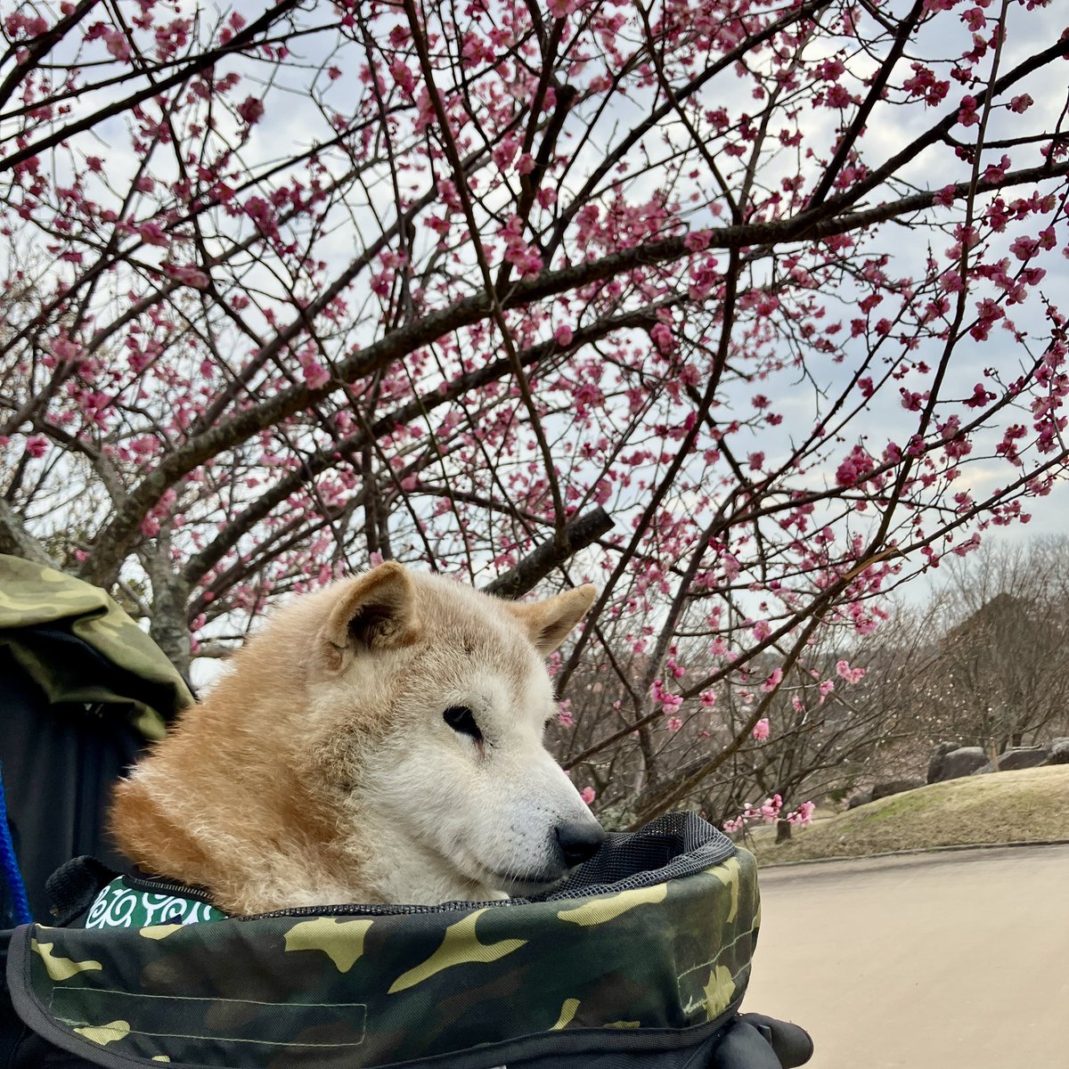 梅は咲いたか、Y・M・Oはまだか。
#四日市南部丘陵公園